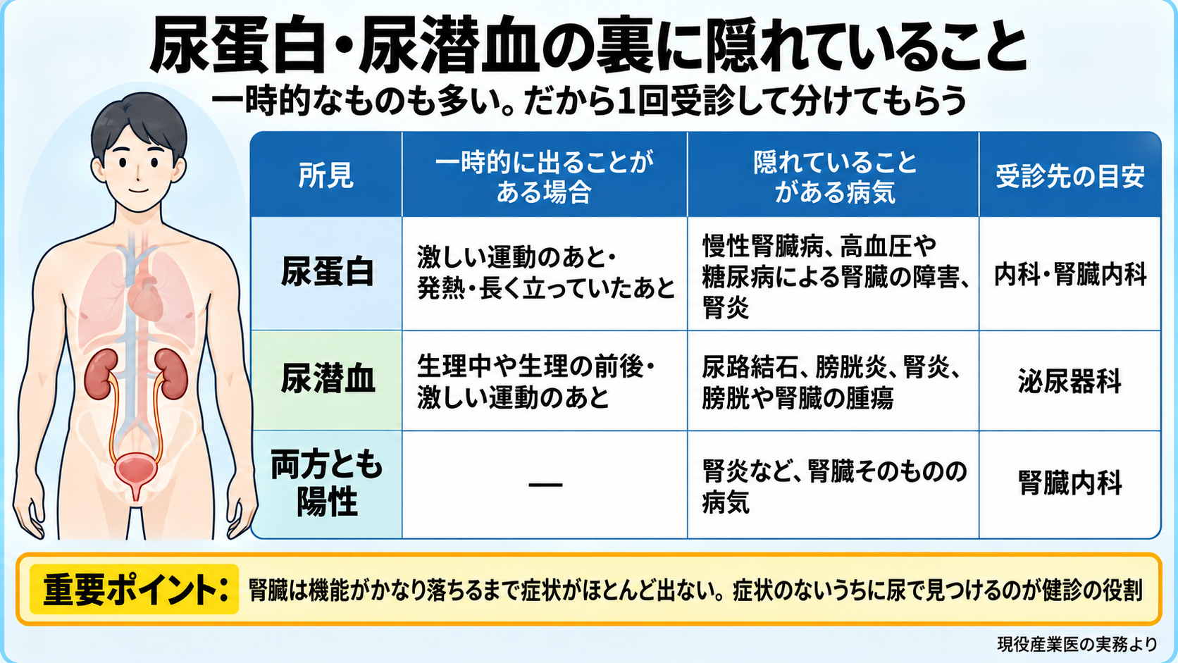 尿蛋白・尿潜血の裏に隠れていることの表。尿蛋白: 一時的に出ることがある場合=激しい運動のあと・発熱・長く立っていたあと、隠れていることがある病気=慢性腎臓病・高血圧や糖尿病による腎臓の障害・腎炎、受診先の目安=内科・腎臓内科。尿潜血: 一時的=生理中や生理の前後・激しい運動のあと、病気=尿路結石・膀胱炎・腎炎・膀胱や腎臓の腫瘍、受診先=泌尿器科。両方とも陽性: 腎炎など腎臓そのものの病気、腎臓内科。重要ポイント: 腎臓は機能がかなり落ちるまで症状がほとんど出ない。症状のないうちに尿で見つけるのが健診の役割。